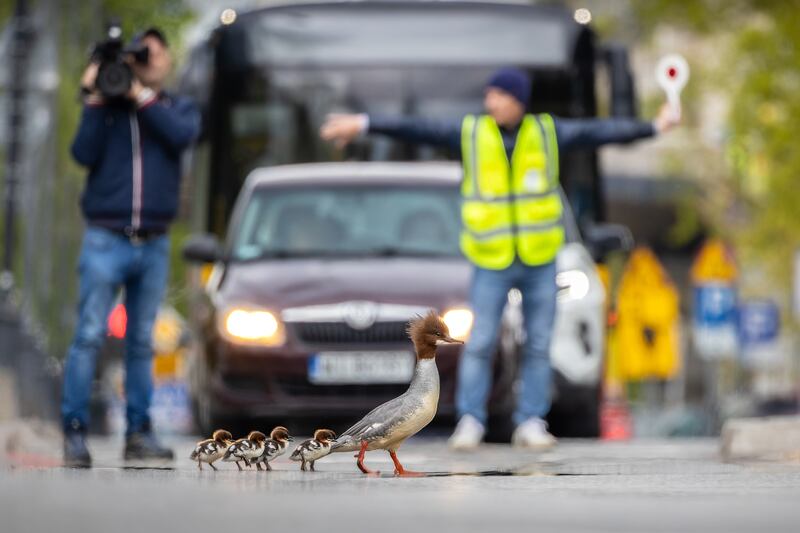 Treacherous Journey: Goosander, Mergus merganser, by Grzegorz Długosz won gold in the urban birds category