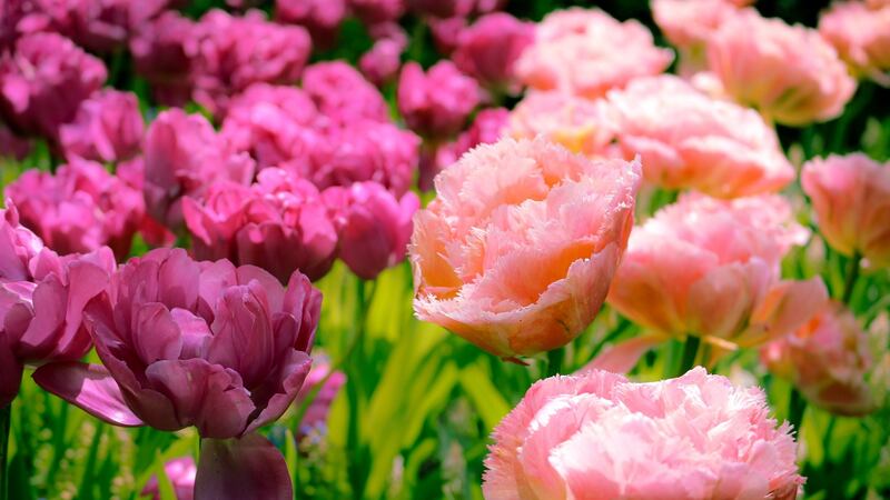 Peony-type tulips in bloom. Photograph: iStock
