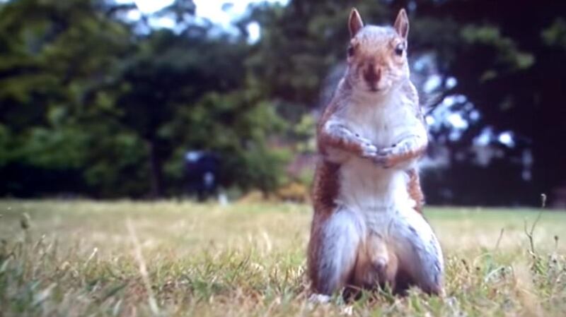 A real showstopper: Bake Off’s squirrel. Photograph: Love Productions
