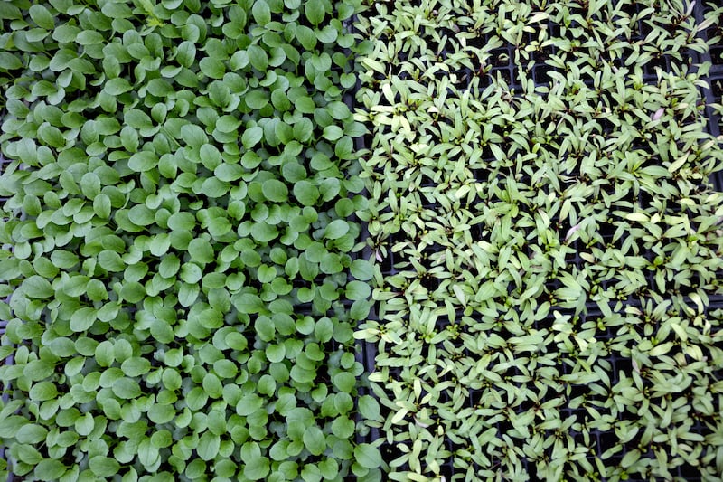 Salad greens growing at the McNally Family Farm. Photograph: Chris Maddaloni