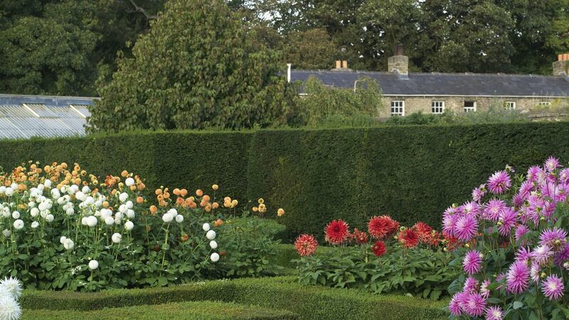 Box hedging enclosing flower beds in the organically managed gardens of Áras an Uachtarain in the Phoenix Park. Photograph: Richard Johnston