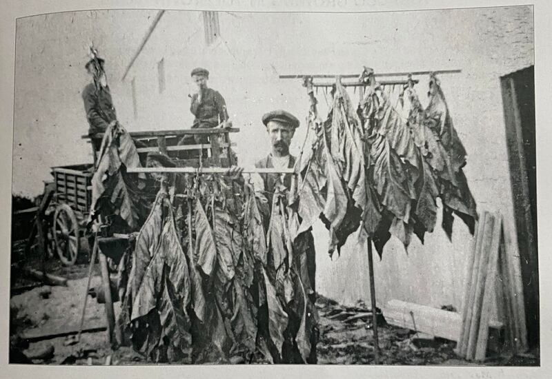 A picture of tobacco being cured after being grown on the farm