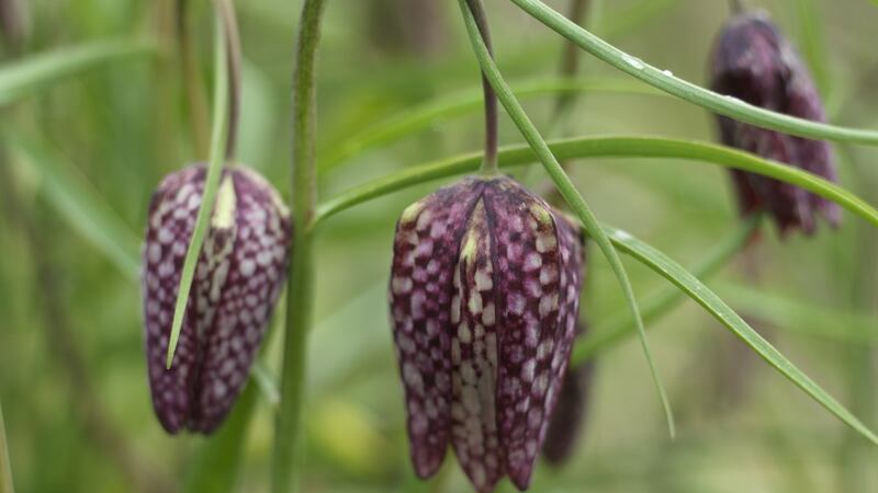 Snake’s Head Fritillary flowering in an Irish garden. Photograph:  Richard Johnston