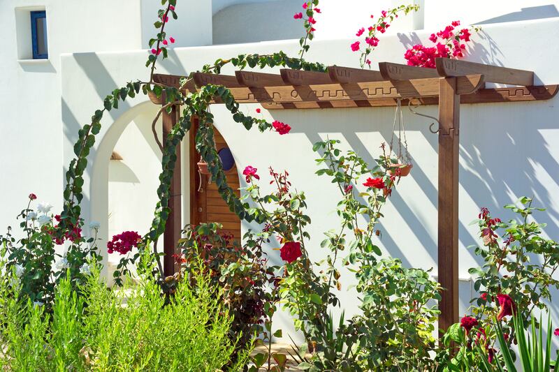 Some light-loving species that can be grown easily in other parts of Europe and the US struggle to flourish in an Irish garden. Photograph: Alamy/PA