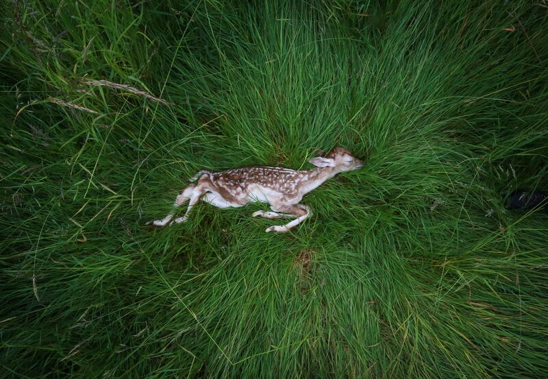 One of the 12 or so dead fawns the deer-taggers have found. Photograph: Crispin Rodwell