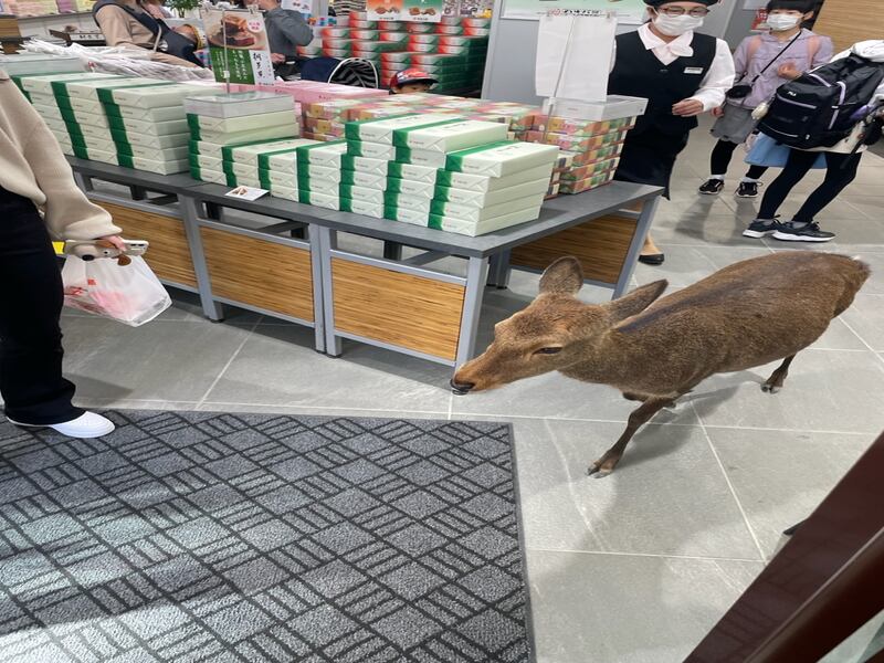 A deer stalks the shelves for treats on Miyajima Island