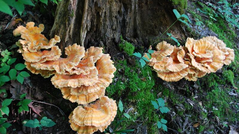 Go foraging with chef Kevin Thornton  on a forest trail to cook wild and edible wonders on