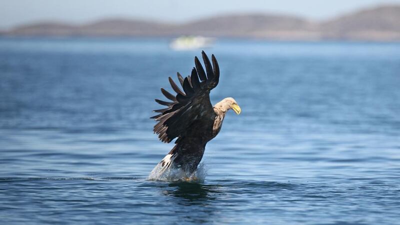 File photograph of white-tailed eagle. Photograph: Valerie O’Sullivan