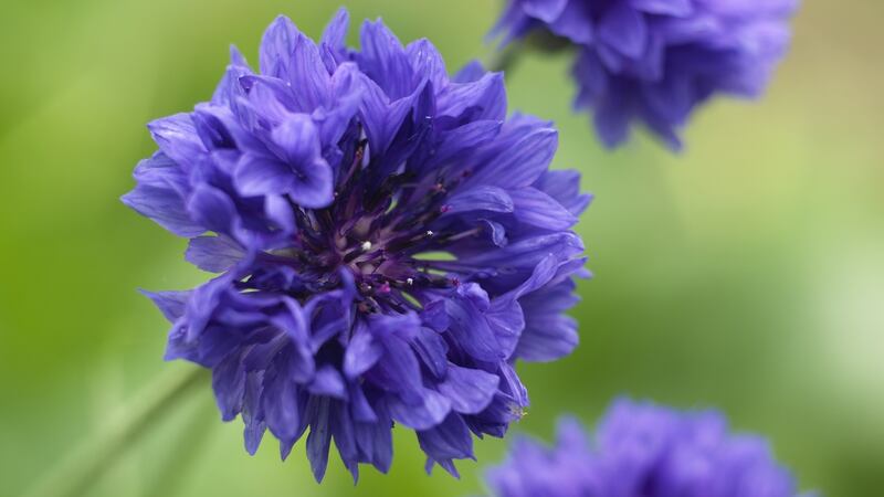 The flowers of Centaurea cyanus ‘Blue Boy’. Photograph:  Richard Johnston