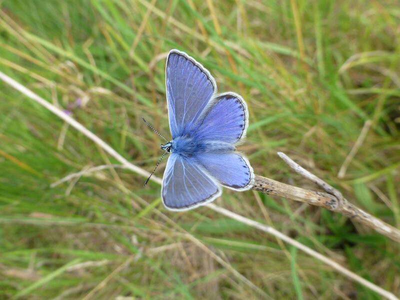 Common Blue male butterfly. Photograph supplied by Jesmond Harding