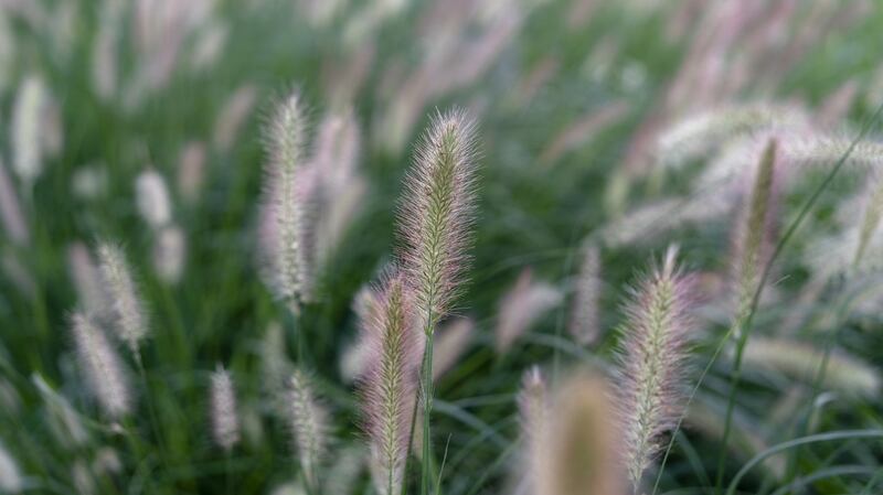 Foxtail barley/ Hordeum jubatum. Photograph: iStock