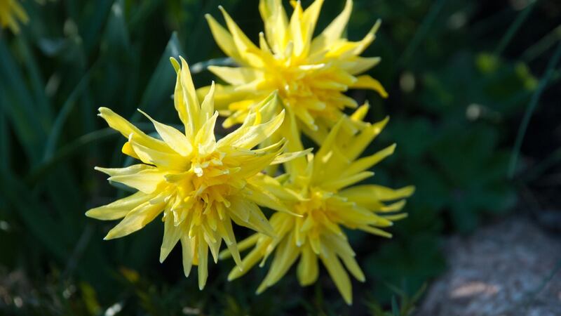 Narcissus Rip Van Winkle. Photograph: iStock
