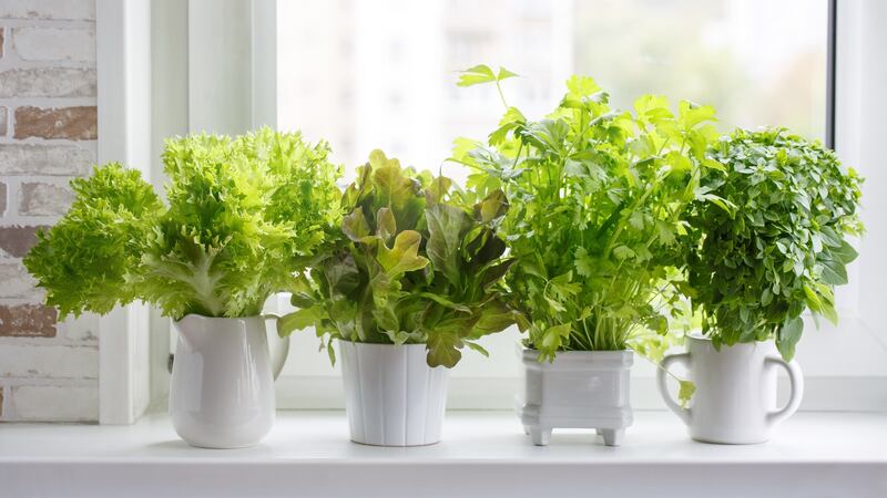 Lettuce, leaf celery and small leaved basil can all thrive inside the house on a sunny window ledge. Photograph: iStock
