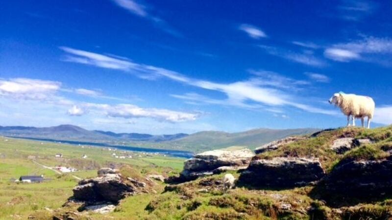 A sheep surveying Bray Head, Valentia Island in Co Kerry by Cathy O'Donovan A sheep surveying Bray Head, Valentia Island in Co Kerry by Cathy O'Donovan