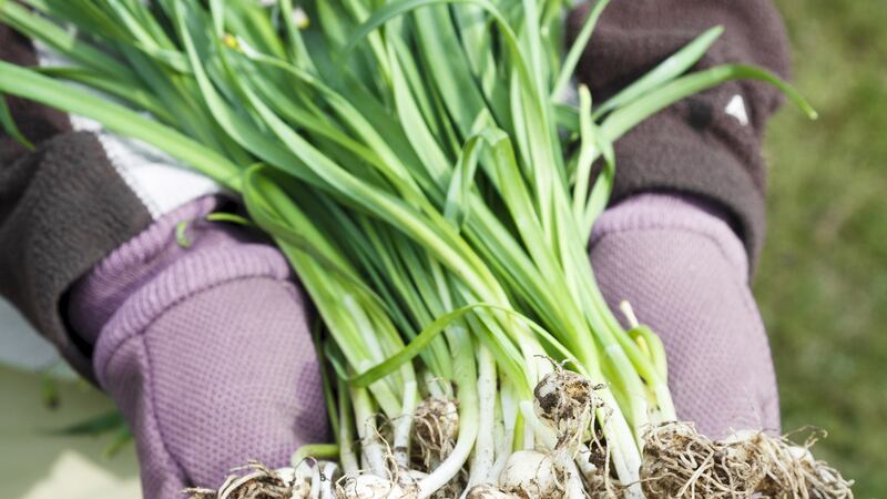 March/April is the very best time of the year to lift, divide and replant established clumps of snowdrops.