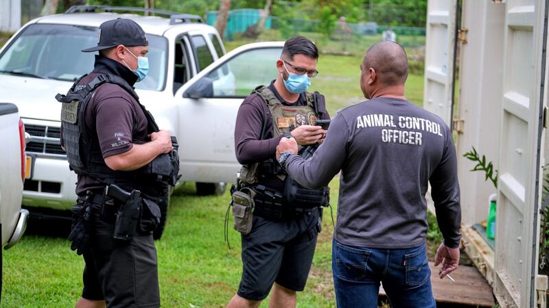 Nick Ibanez (right), Guam’s only animal control officer, talks with conservation officers in Yigo, Guam. Photograph: Anthony Henri Oftana/The New York Times