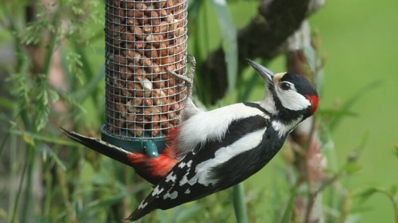 Greater Spotted Woodpecker (Dendrocopos major). Photograp: R Coombes/Birdwatch Ireland