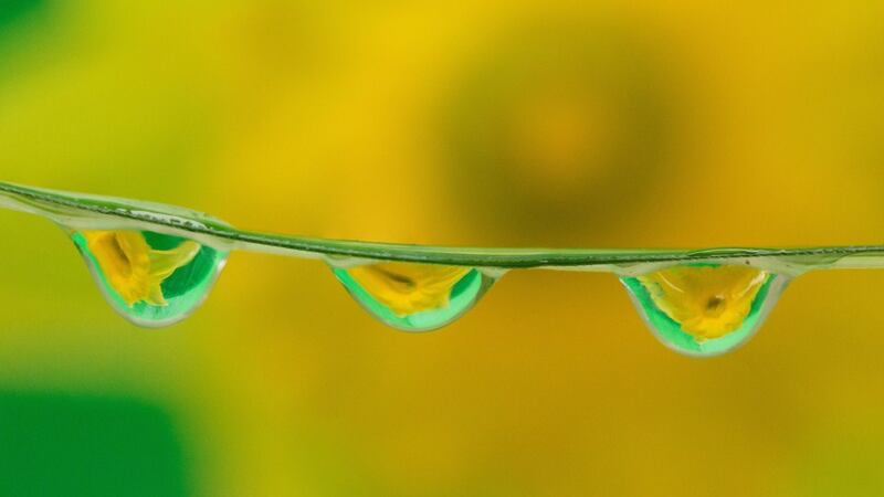 Daffodil Drops; Category: Nature. Photographer: Aidan Ryan, Meelick, Clare, "My Garden"