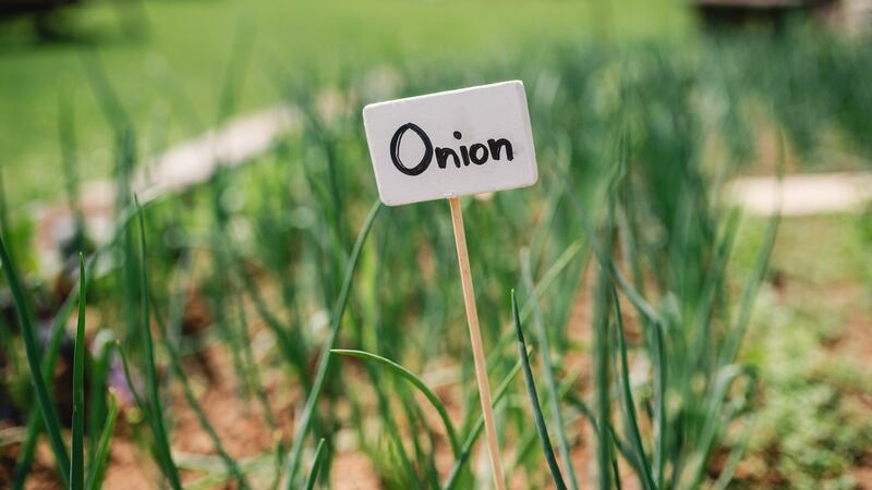 Know your onions. Photograph: Getty