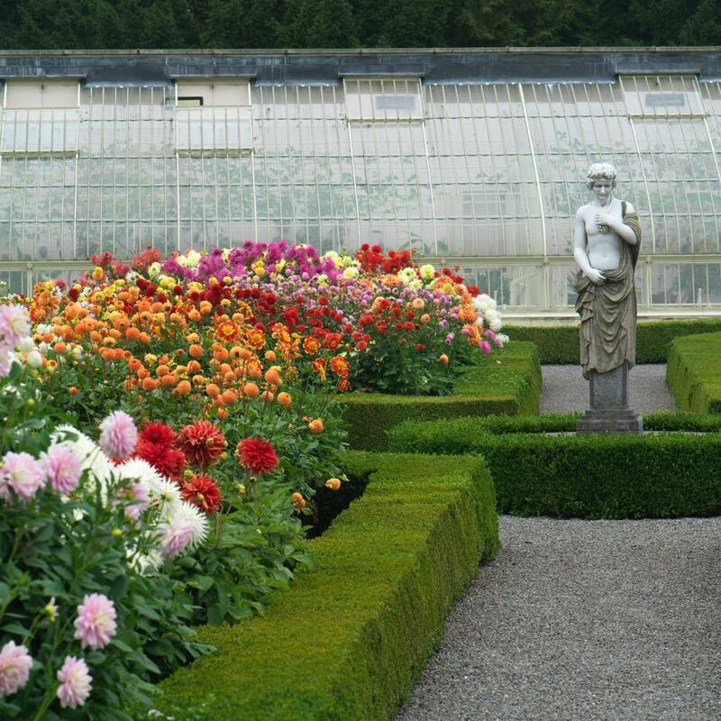 Dahlias growing in the gardens of Aras an Uachtarain. Photo credit Richard Johnston