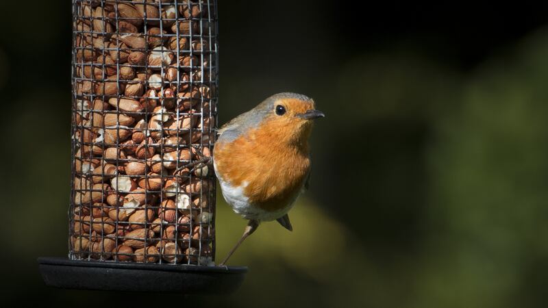 A Robin clings on to a bird feeder filled with peanuts. Whole peanuts, for example, should always be supplied in a steel wire mesh feeder to prevent young birds from choking on them.