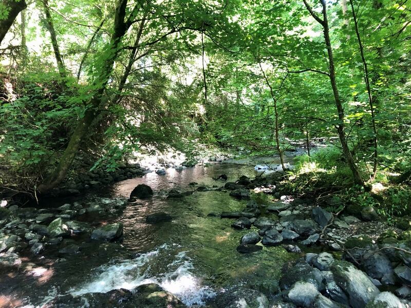A section of the nearby woodlands.