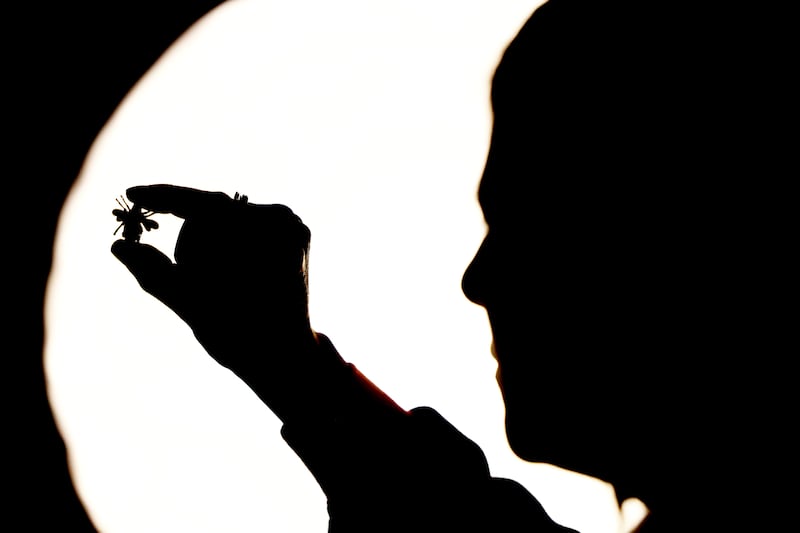 Director of the National Museum of Ireland, Lynn Scarff, at the exhibition on the influence of Irish bees in Mayo. Photograph: Jason Clarke