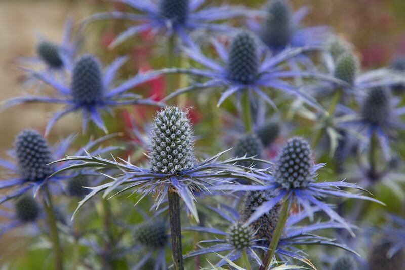 Eryngium is commonly known as sea holly. Photograph: iStock