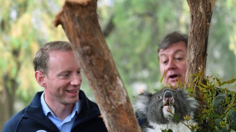 South Australian minister for environment and water David Speirs (L) and Cleland director Chris Daniels are seen with Bel at the Koala enclosure at Cleland Wildlife Park in Adelaide. Photograph: David Mariuz/EPA