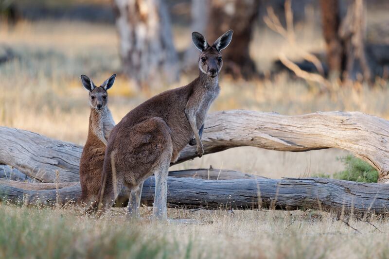 Western grey kangaroos. Photograph: iStock
