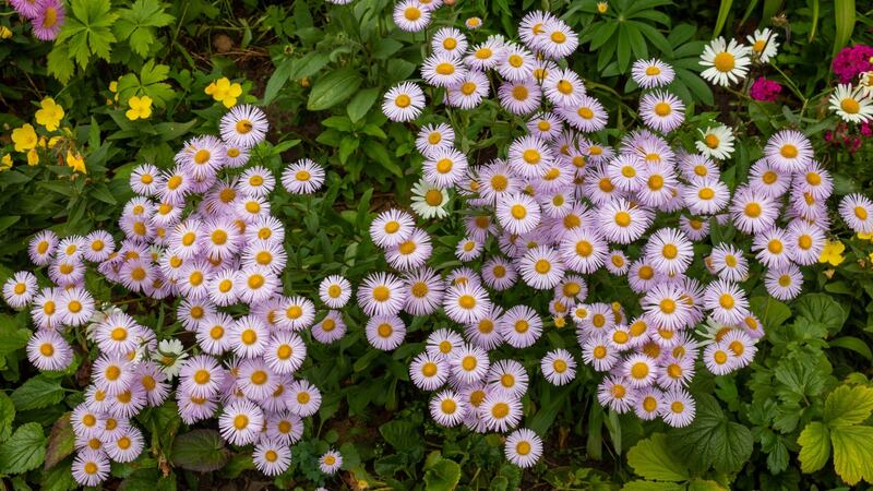 Mexican fleabane. Photograph: iStock