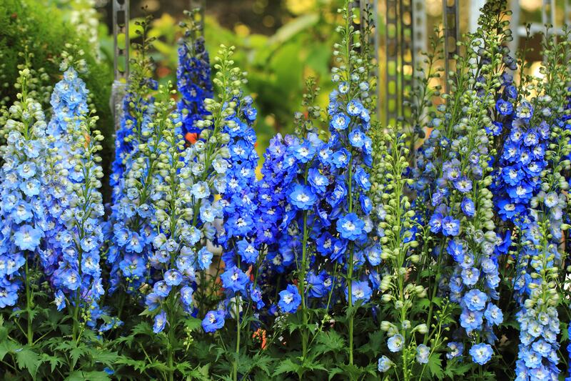 Blue delphinium is traditionally known for its tall spires of summer blooms in shades of kingfisher, peacock, gentian and cobalt blue. Photograph: iStock