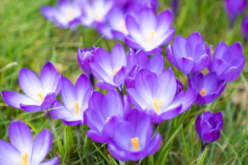 Crocuses emerge to mark the change in season. 