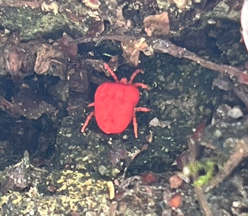 Velvet spider mite. Photograph supplied by Patricia May