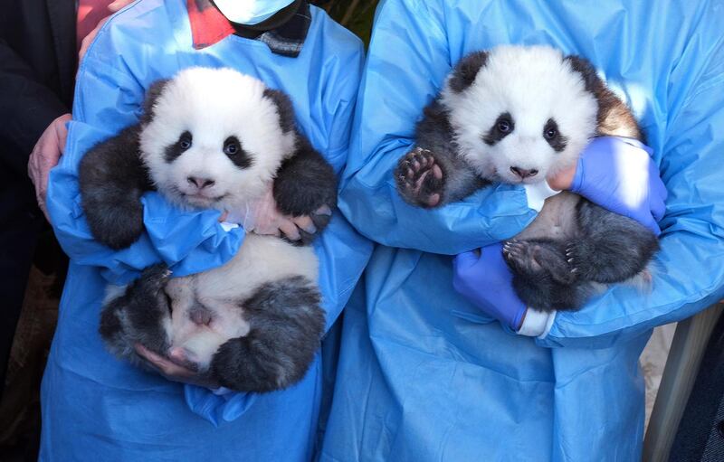 Conservation: Meng Yuan and Meng Xiang, giant-panda cubs born at Berlin Zoo. Photograph: Sean Gallup/Getty