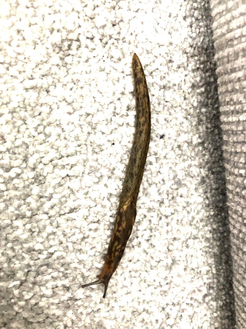 Great Grey Slug. Photograph: Michael Hill