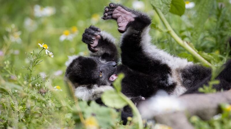 The two newly arrived black and white ruffed lemurs. Photograph: Fota Wildlife Park