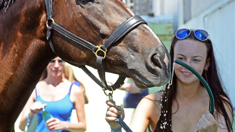 Madame Stella gets a cooling down, with the help of Ciara Mullen from Malahide, at the  Dublin Horse Show in the RDS. Photograph: Eric Luke/The Irish Times
