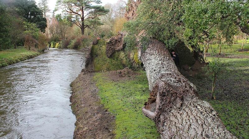 This 200-year-old grey poplar in Birr Castle Demense, which was Ireland’s nomination for European Tree of the Year, was blown down in the recent storms. Photograph: Tom Roche
