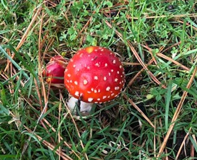 Fly agaric, Amanita muscaria