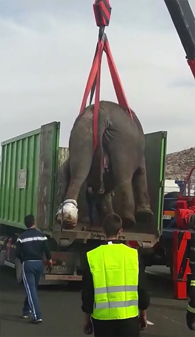 An injured elephant being lifted and loaded into a truck after a circus truck crashed on a highway near Pozo Canada in Spain. Photograph: AFP/Getty Images