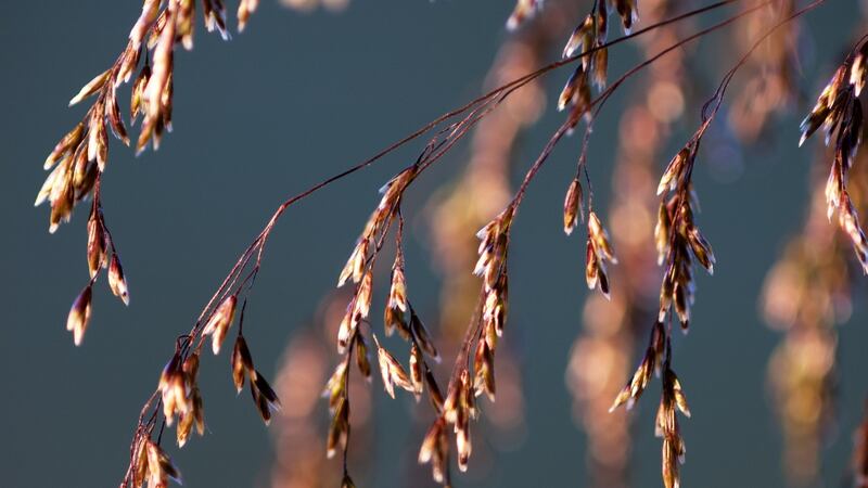 Tussock grass (Deschampsia cespitosa).  Photograph: iStock