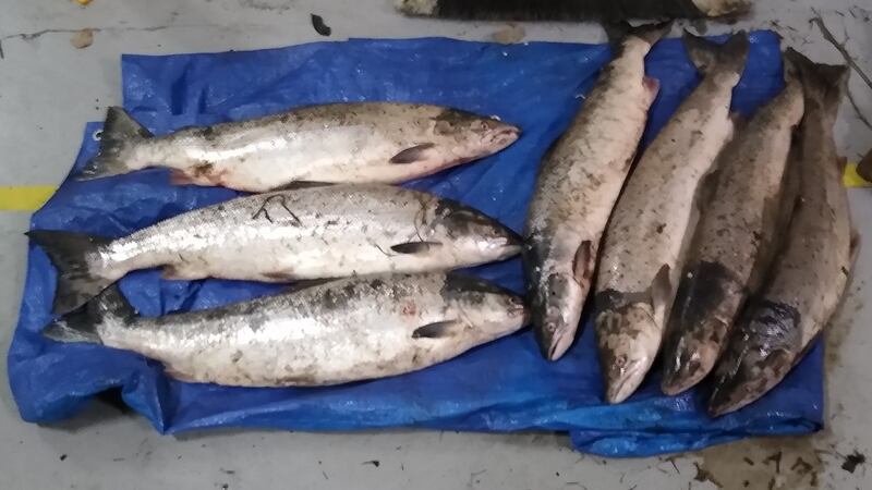 Seven salmon seized by fisheries officers for illegal netting on the River Nore, Co Kilkenny.