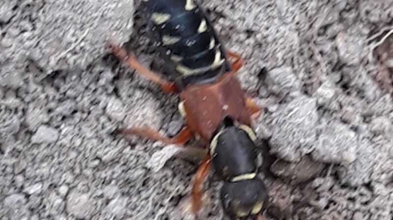 Rove beetle