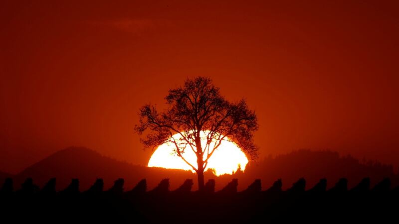 The sun sets behind a tree on a mild autumn evening in the vineyard of Osthoffen, outside Strasbourg, France. Photograph: Christian Hartmann / Reuters.