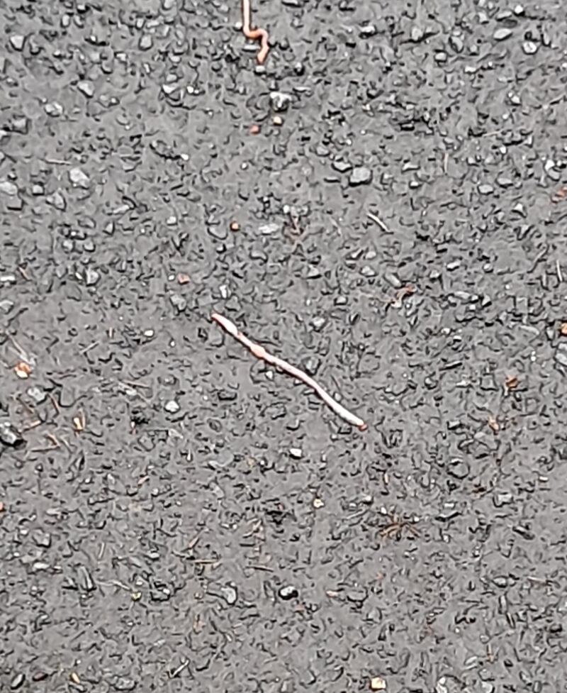 Earthworm. Photograph supplied by Mary Fleming