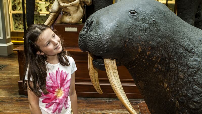 Natural History Museum - online as part of the National Museum of Ireland