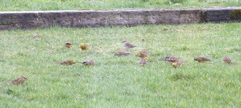 Yellowhammers. Photograph supplied by Michael McLaughlin