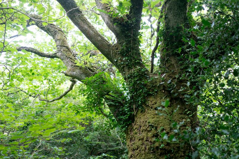 A Sissle Oak growing with moss in the lower part of Eoghan Daltun’s Beara property, near Bofickil, which is in the later stages of temperate rainforest rewilding. Photograph: Chris Maddaloni/The Irish Times
