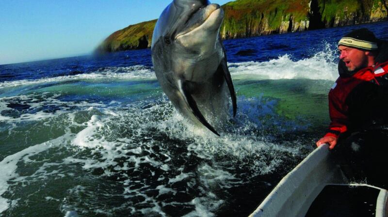 Fungi the dolphin brought a whole new generation to the Kerry coastline.